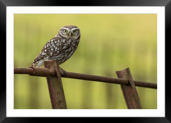Little Owl  Framed Mounted Print by Ian Hufton