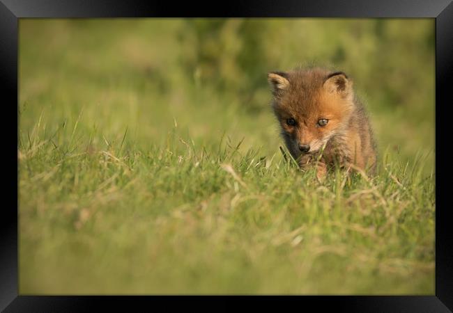 Fox Cub Framed Print by Ian Hufton