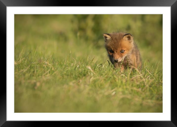 Fox Cub Framed Mounted Print by Ian Hufton