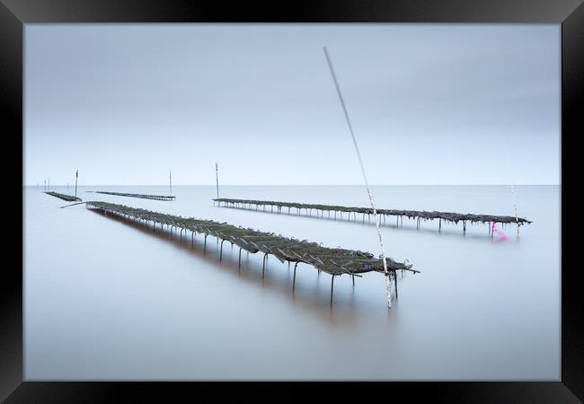 Whitstable Oysters  Framed Print by Ian Hufton