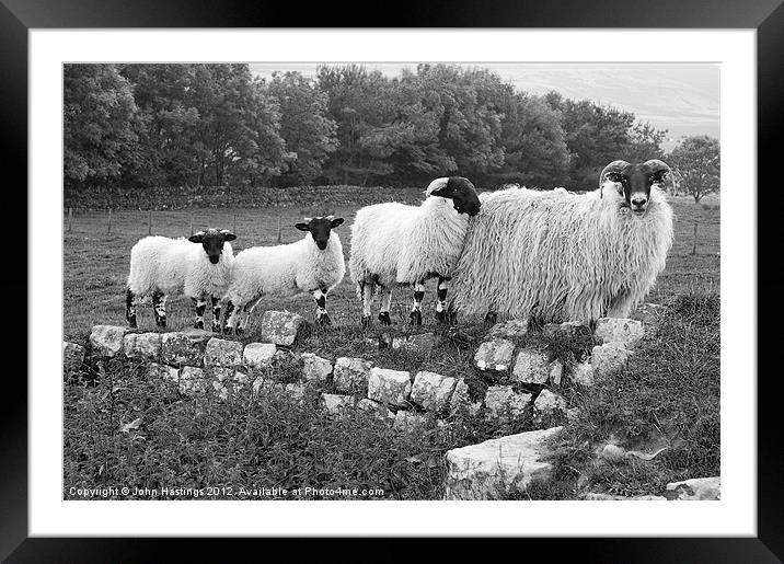 Black and White Sheep Framed Mounted Print by John Hastings