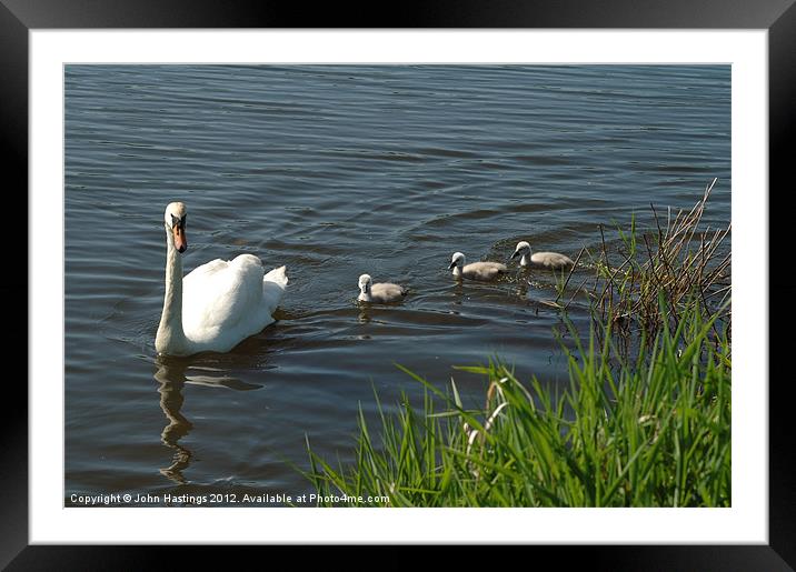 Swan Family Framed Mounted Print by John Hastings