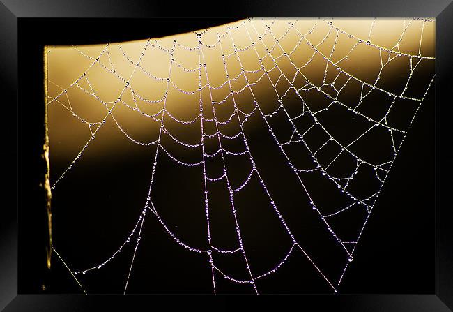 Cobweb Dew Framed Print by John Hastings