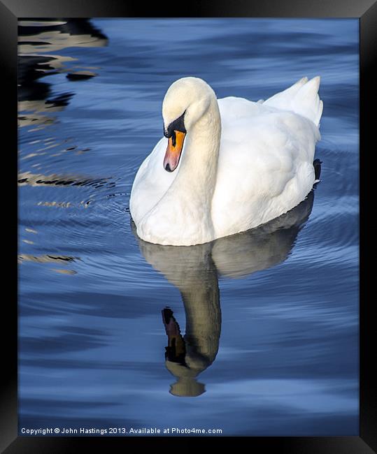Reflective Swan Framed Print by John Hastings