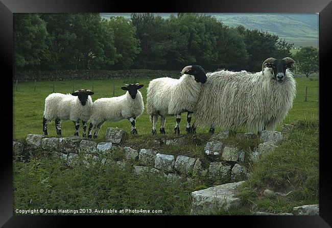 Sheep on Hadrians Wall Framed Print by John Hastings
