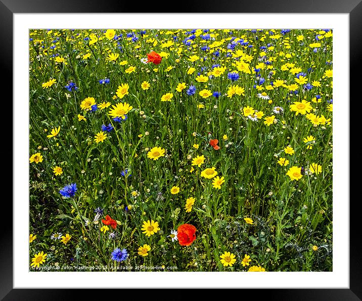 Scottish Wildflowers Framed Mounted Print by John Hastings