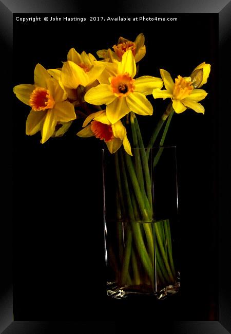 Daffodil still life Framed Print by John Hastings