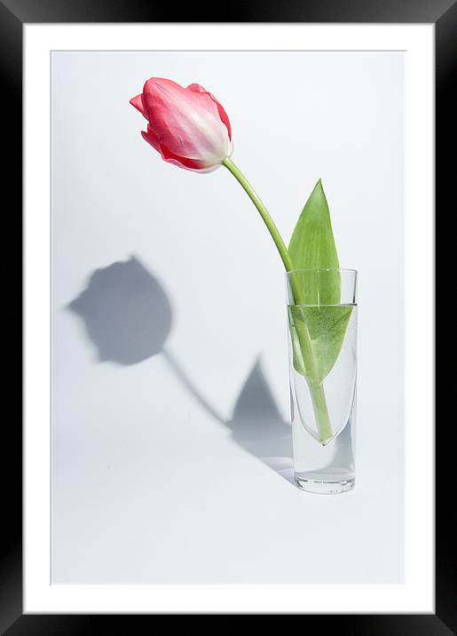Red Tulip Shadow Framed Mounted Print by Helen Northcott