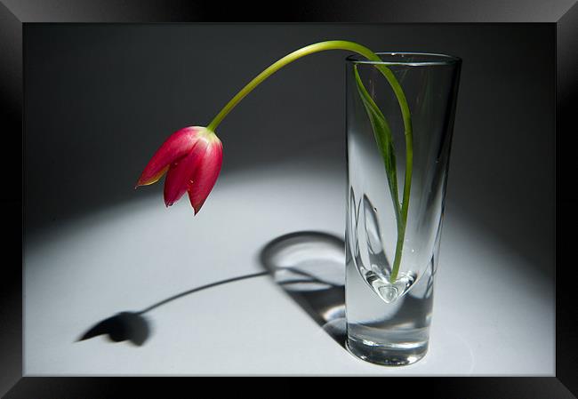 Single Red Tulip in Vase Framed Print by Helen Northcott