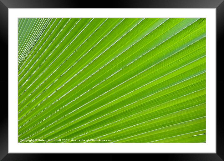 Green Abstract No. 1 Framed Mounted Print by Helen Northcott
