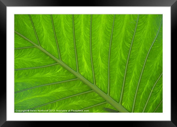 Green Abstract No. 4 Framed Mounted Print by Helen Northcott