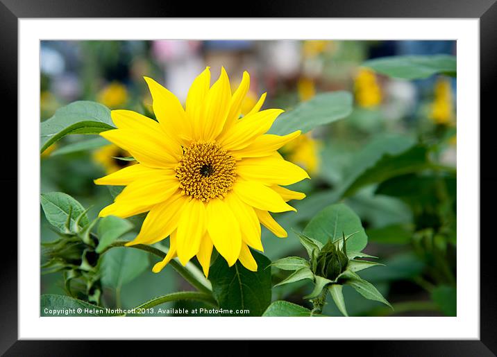 Mini Sunflower and Bud Framed Mounted Print by Helen Northcott