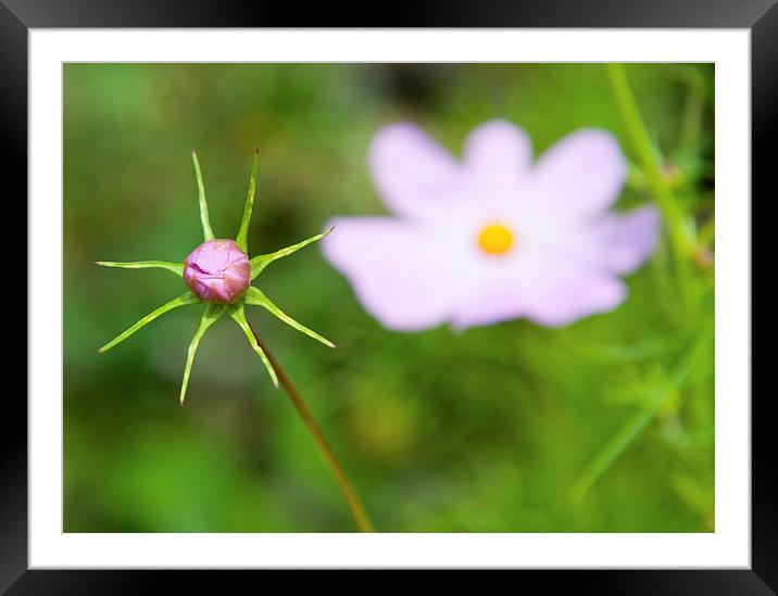 Pink Cosmos Bud Framed Mounted Print by Helen Northcott