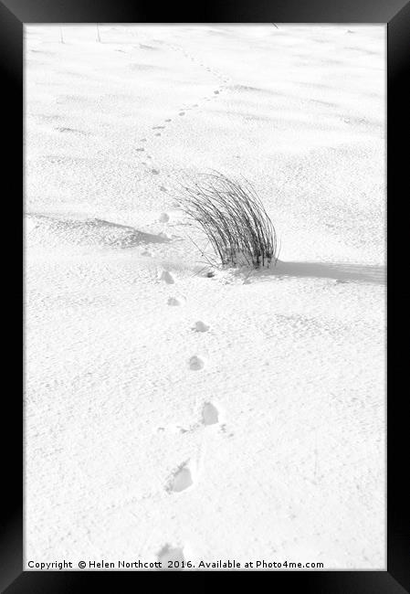 Footprints in the Snow iii Framed Print by Helen Northcott