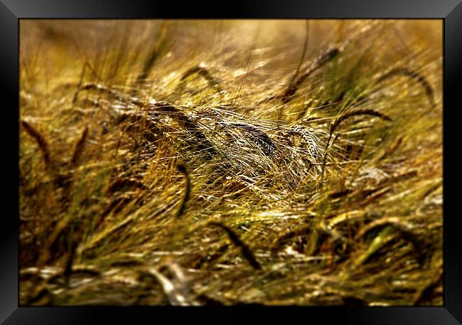 Barley Field. Framed Print by Jim Moran