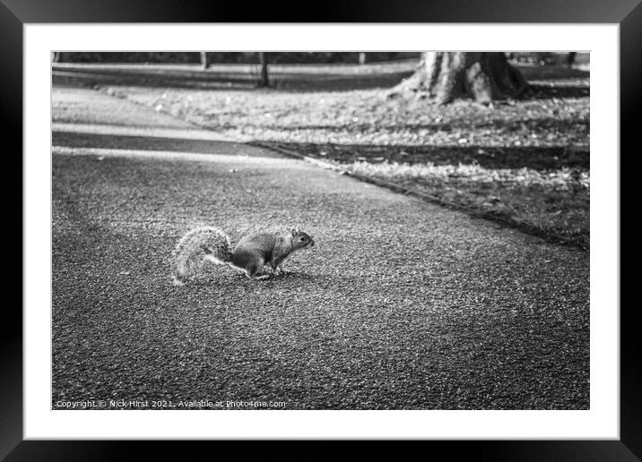 Running Squirrel Framed Mounted Print by Nick Hirst