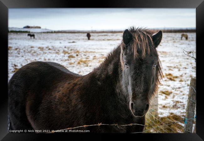 Icelandic Horse Framed Print by Nick Hirst