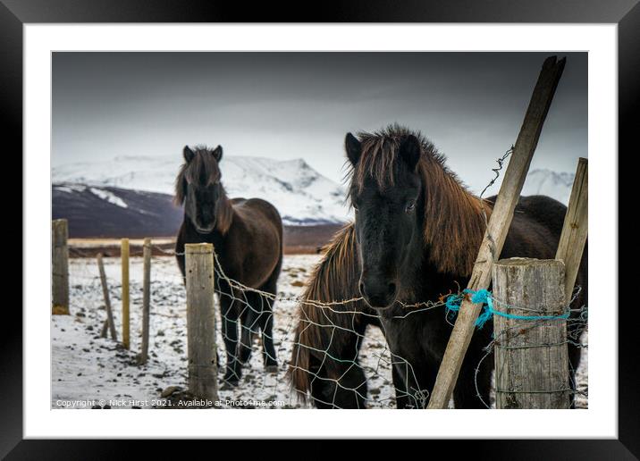 Icelandic Horses Framed Mounted Print by Nick Hirst