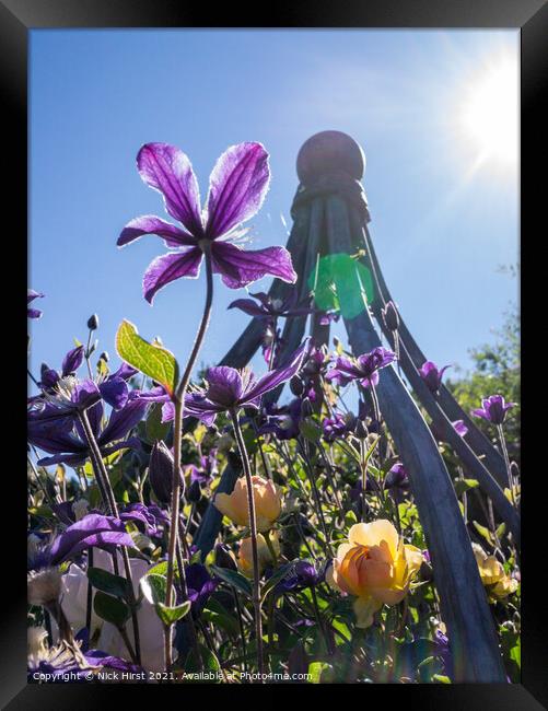 Reaching for the Sun Framed Print by Nick Hirst