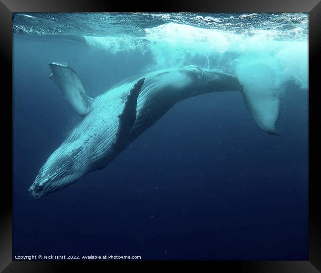 Humpback Whale Calf Framed Print by Nick Hirst