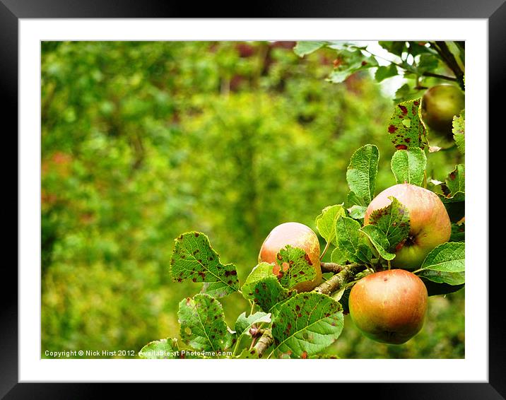 Apples Framed Mounted Print by Nick Hirst