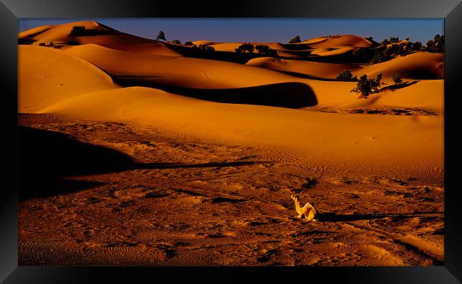 Sahara Sunrise Framed Print by Tony Polain
