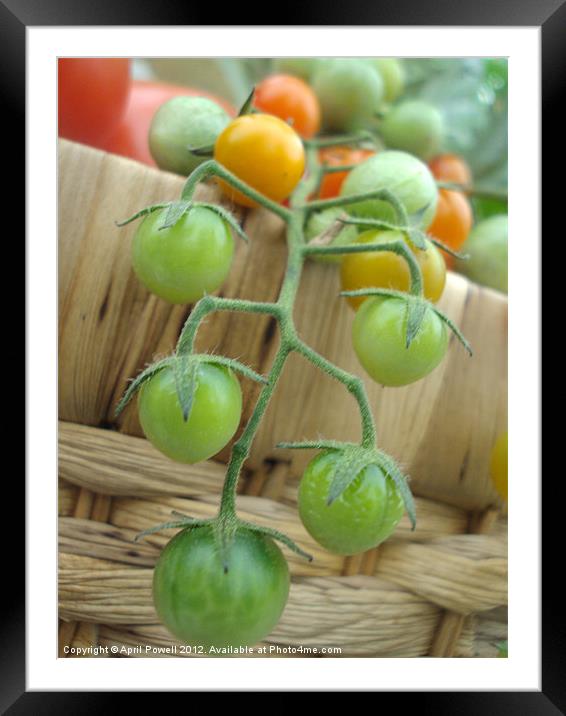 cherry tomatos Framed Mounted Print by April Powell