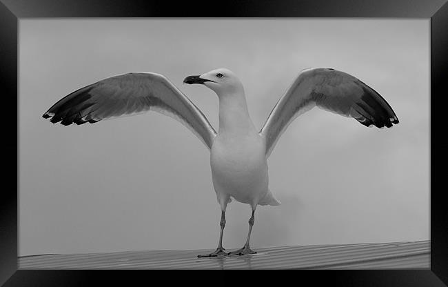 Proud Seagull Framed Print by chris kemp