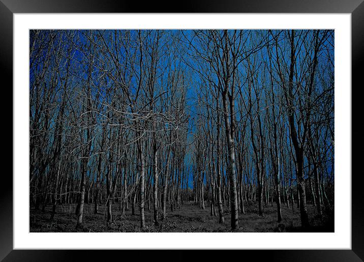 naked forest Framed Mounted Print by chris kemp