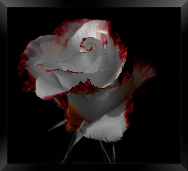Elegant rose Framed Print by chris kemp