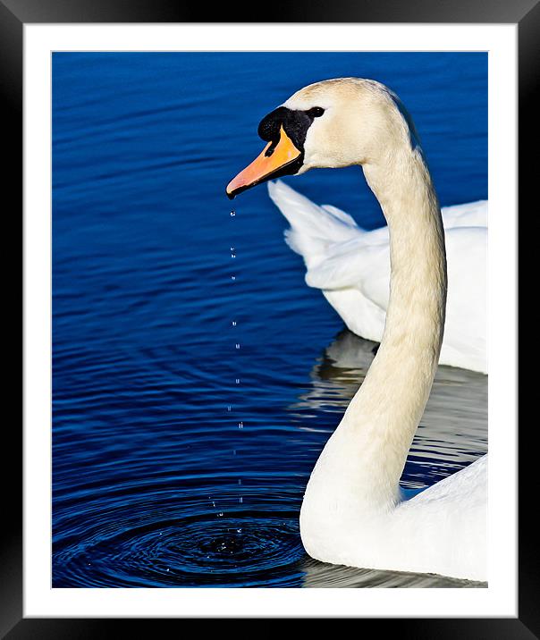 Dribbling swan Framed Mounted Print by chris kemp