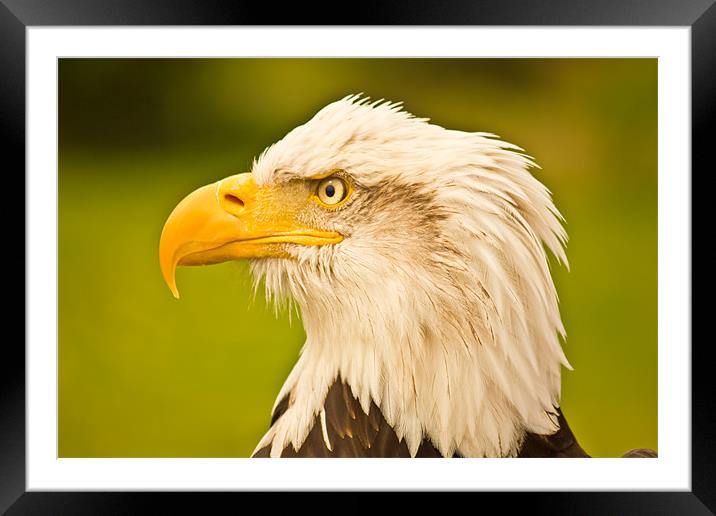 Eagle eye Framed Mounted Print by chris kemp