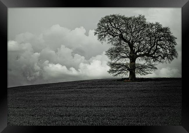 Lonely tree Framed Print by chris kemp