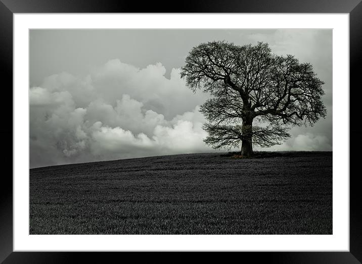 Lonely tree Framed Mounted Print by chris kemp