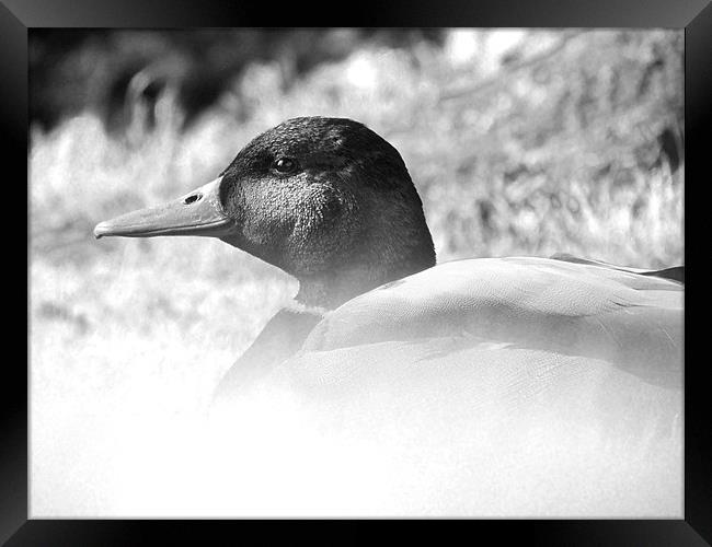 Satisfied Duck Framed Print by Adrian        J Thompson