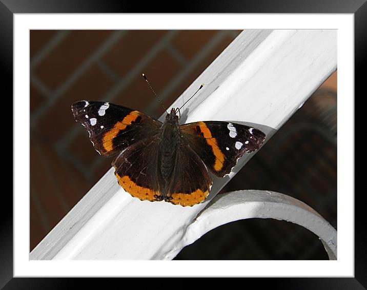 Spring Butterfly. Framed Mounted Print by Gary Barratt