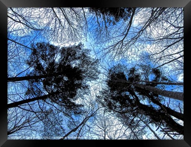 Forest Winter Sky. Framed Print by Gary Barratt