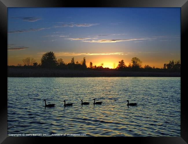 Five Geese At Sunset. Framed Print by Gary Barratt