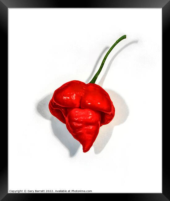 Red Scorpion Chili. Framed Print by Gary Barratt