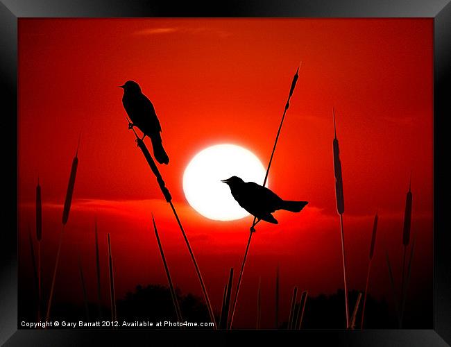 Redwing Blackbirds On Red Sunset. Framed Print by Gary Barratt