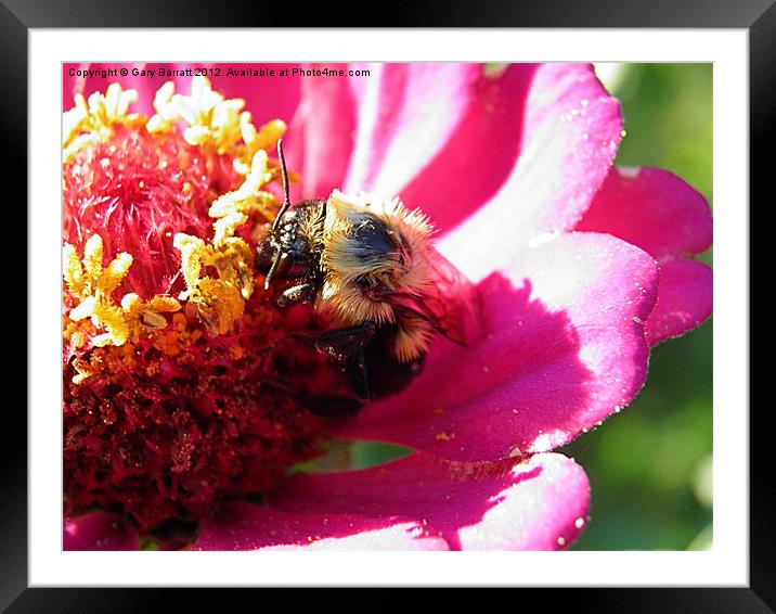 Fuzzy Bee Yellow Pollen Framed Mounted Print by Gary Barratt