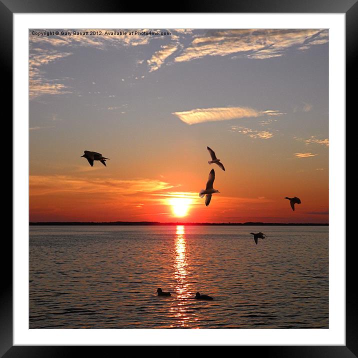 Wildfowl On Red Sunset Framed Mounted Print by Gary Barratt