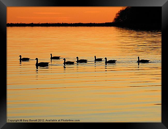 Eight Ducks After Sunset Framed Print by Gary Barratt