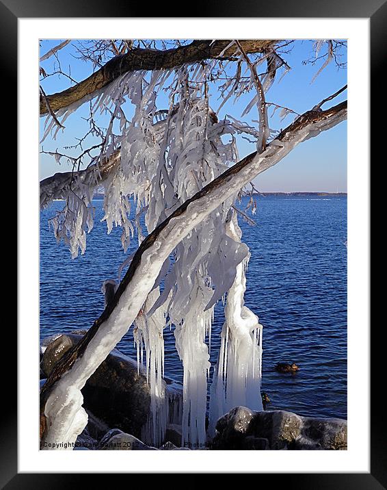 Iced Tree Framed Mounted Print by Gary Barratt