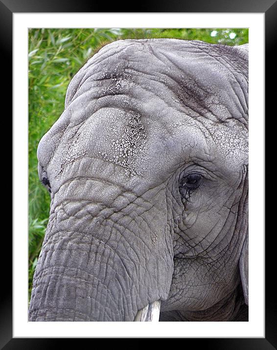 Elephant Eyes Framed Mounted Print by Gary Barratt