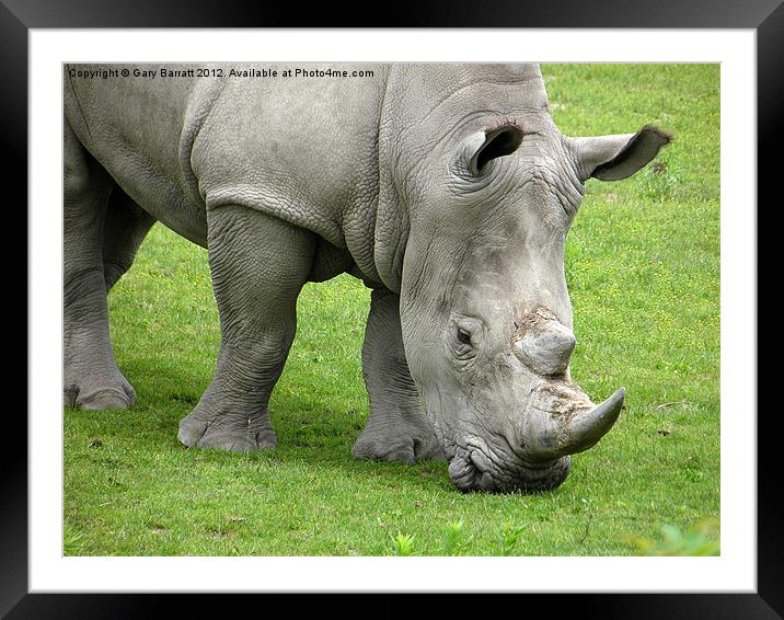 Rhino Eye Framed Mounted Print by Gary Barratt