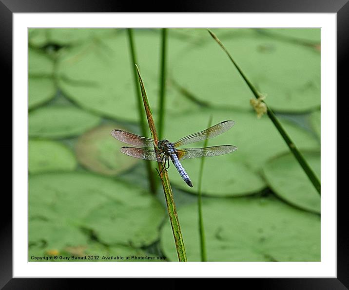 Dragonfly's Spike Framed Mounted Print by Gary Barratt