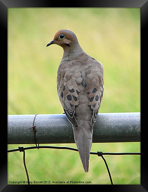 Dove On A Steel Gate Framed Print by Gary Barratt