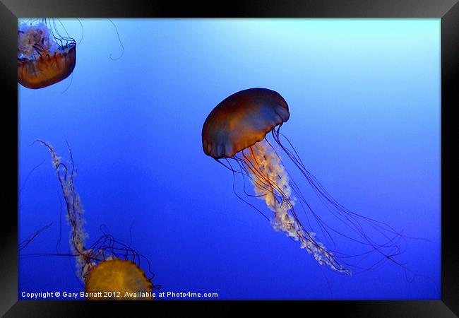 Strange Jellyfish Framed Print by Gary Barratt