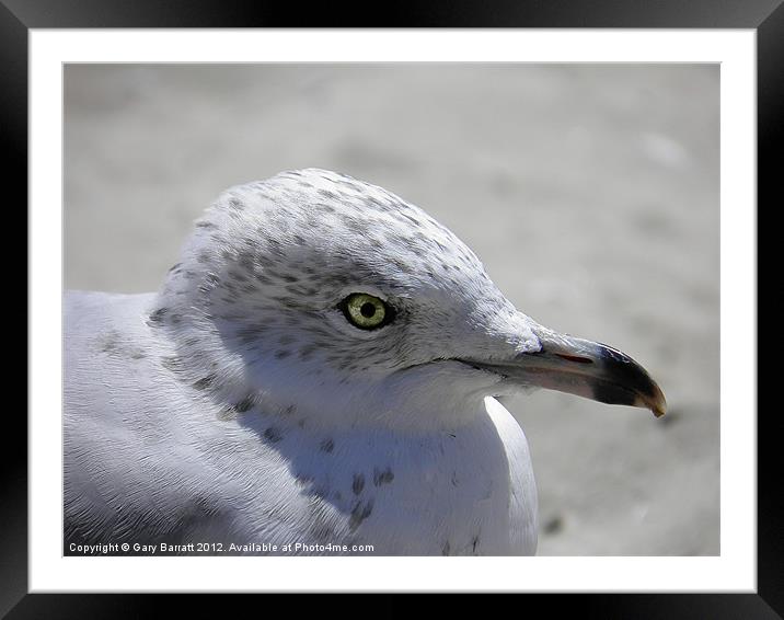 Green Eyed Seagul Framed Mounted Print by Gary Barratt